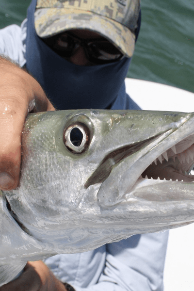 Catching Barracuda in Miami, Florida