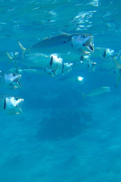 Catching Mackerel in Miami, Florida