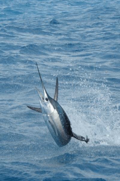 Fishing Technique & Seasons, Miami Sailfish Charters