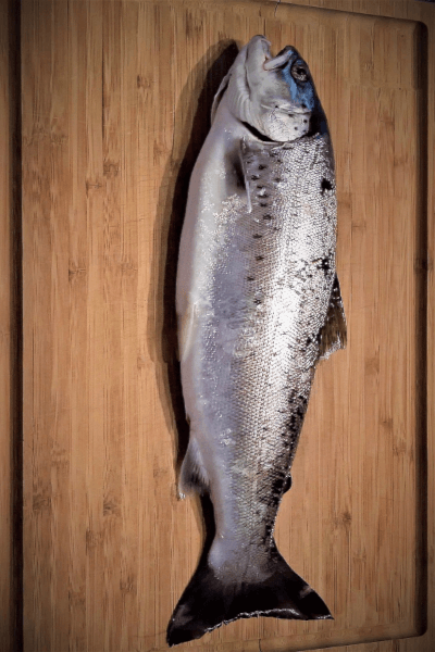 Catching Seatrout in Miami, Florida