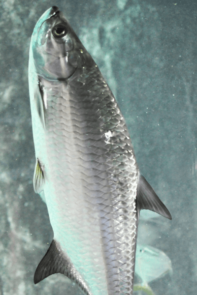 Catching Tarpon in Miami, Florida