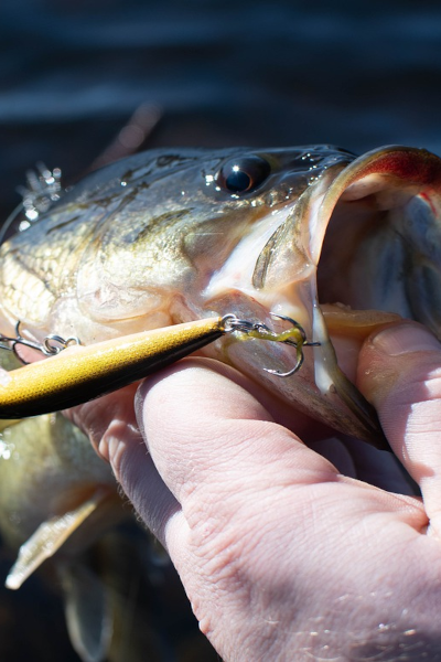 Catching Bass in Miami, Florida