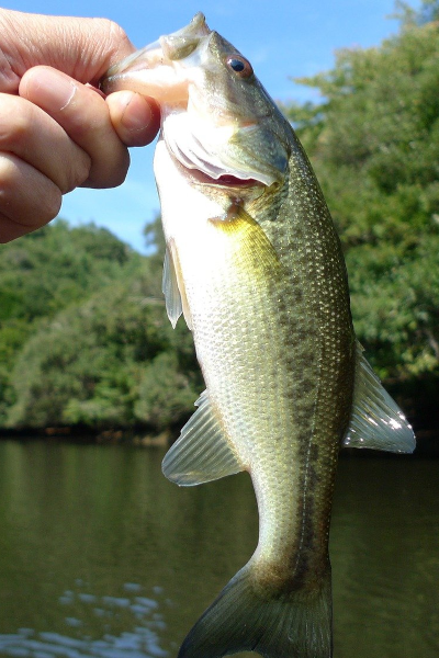 Bass Fishing in Miami