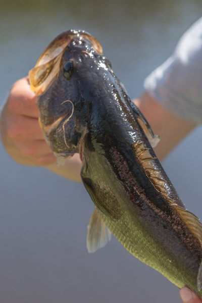 Bass Season in Miami, Florida