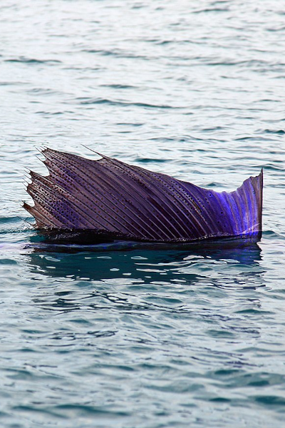 Sailfish Season in Miami, Florida