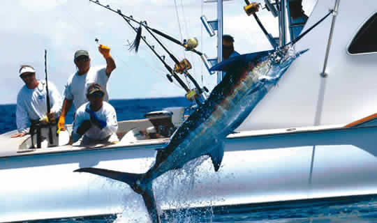 What’s a Miami Sportfishing Charter?