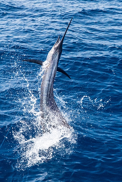 deep-sea-fishing-near-miami-beach