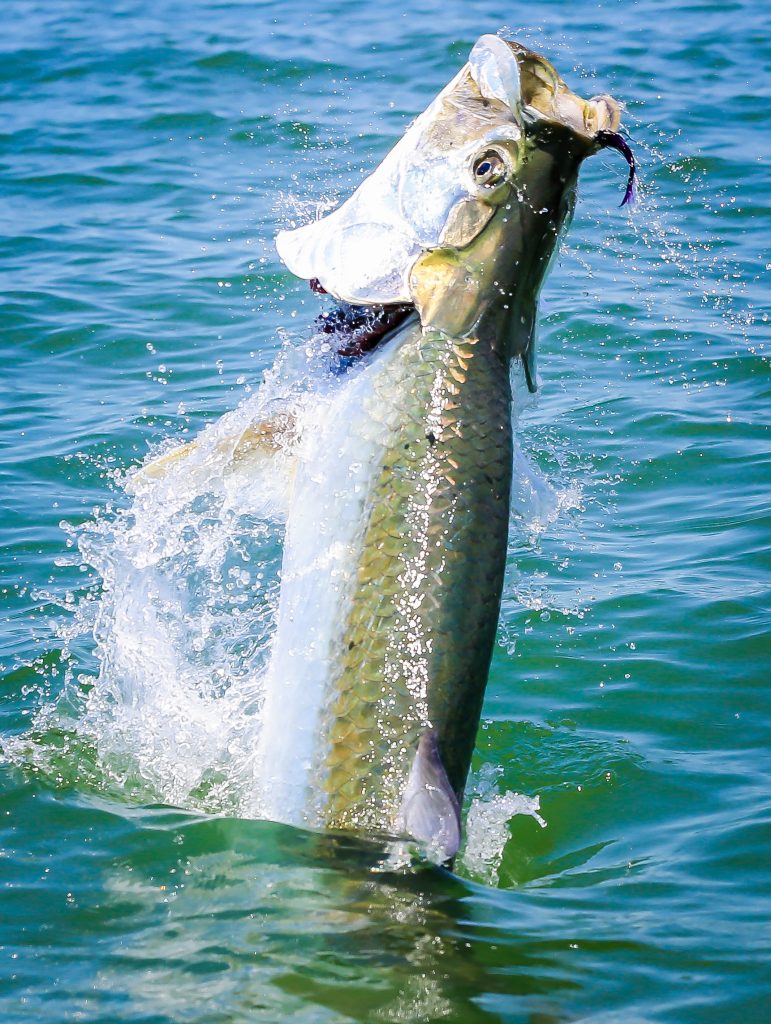 What is the Best Fish to Catch in Miami Florida?