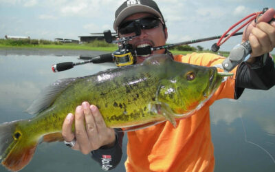 Peacock Bass Fishing in Miami