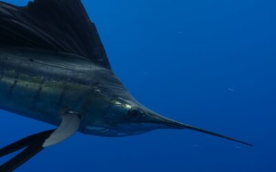 A Guide to Catching Swordfish in Miami