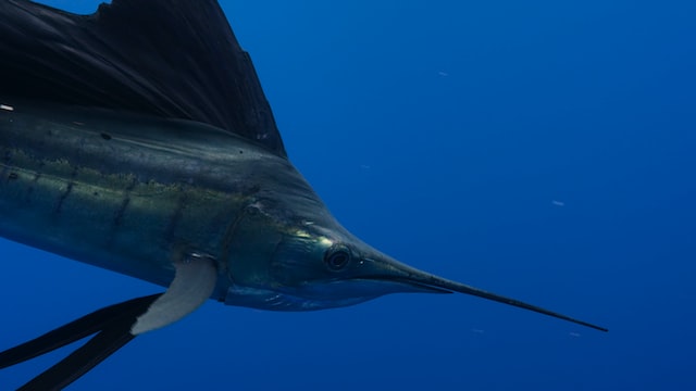 A Guide to Catching Swordfish in Miami