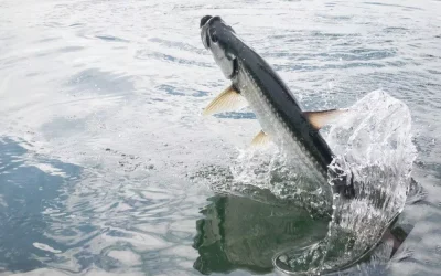 Why Choose Miami for Your Next Tarpon Fishing Charter